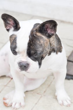 Fransız buldozer'ın yastık üzerinde uyuyor