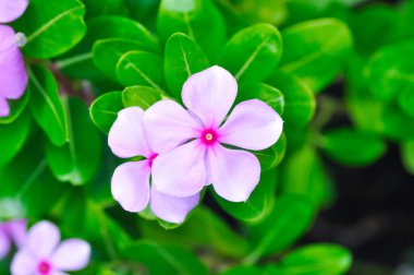 Cape deniz salyangozu, Bringht göz, Hint deniz salyangozu, Madagascar