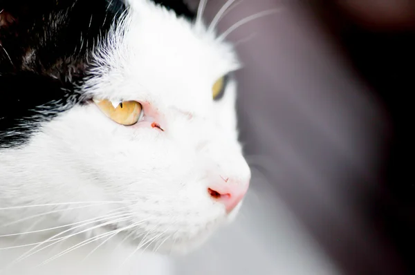 Eine weiße Katze — Stockfoto