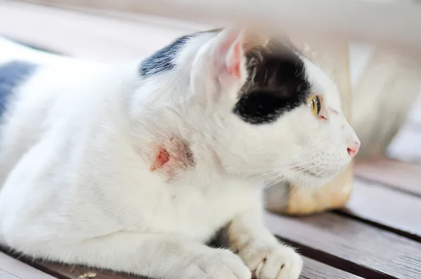 Gato herido — Foto de Stock