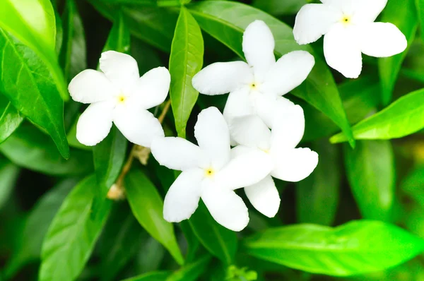Cape jasmine, common gardenia, White flower — Stock Photo, Image