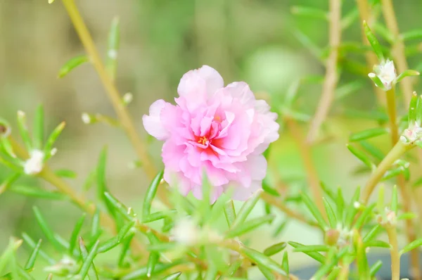 Portulaca, Moss Rose, Sun rostlina, slunce, prorostlá, pussley gumičkou — Stock fotografie