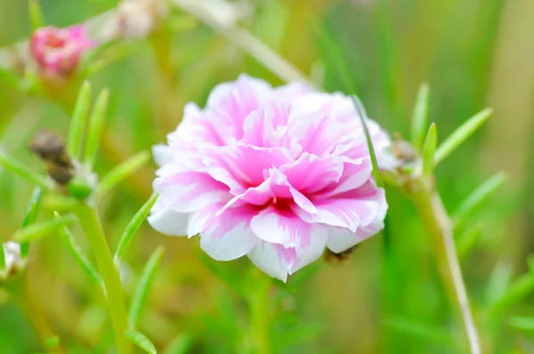 Portulaca, Moss Rose, Aurinkokasvi, Sun Rose, purslane, pussley flowe — kuvapankkivalokuva