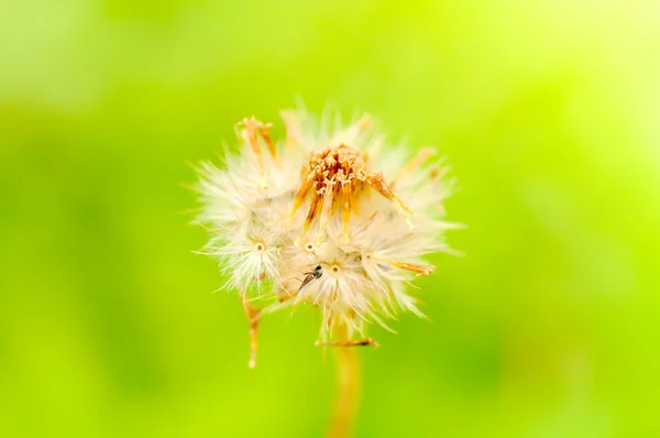 Fleurs d'herbe dans le champ — Photo