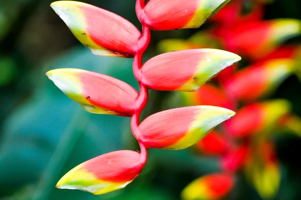 HELICONIA,HELICONIACEAE, MUSACEAE flower — Stok fotoğraf