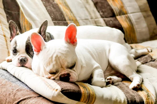 French bulldog — Stock Photo, Image