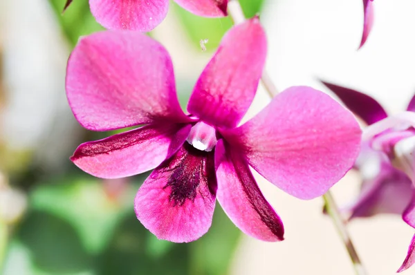 Orchidee — Stockfoto