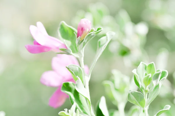 紫色的鼠尾草花 — 图库照片