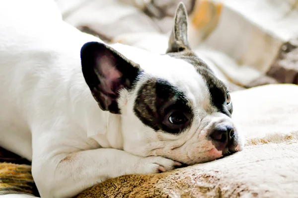 French bulldog and cushion — Stock Photo, Image