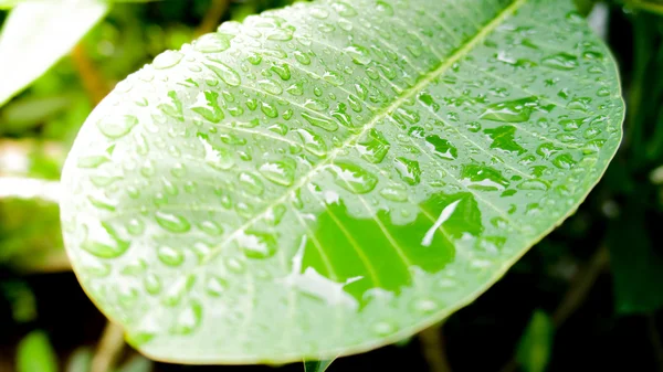 leaf with dew drops