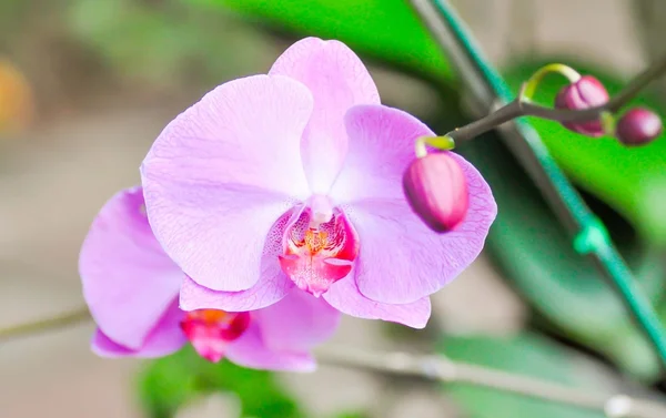 Orchidee — Stockfoto