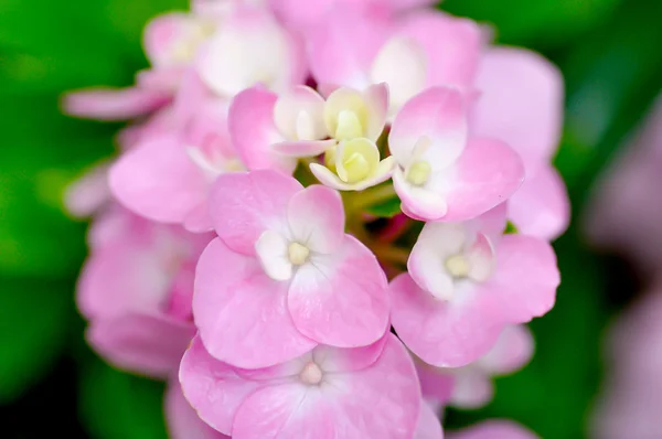 Hydrangea — Stock Photo, Image