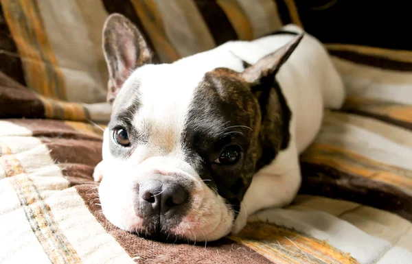 Franse bulldog — Stockfoto