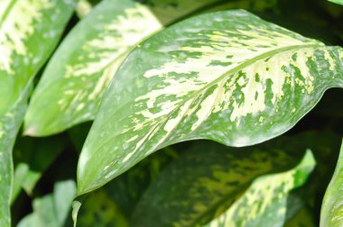 Tropic Snow,araceae or Dieffenbachia amoena or dieffenbachia seguine or Dumb cane or bicolor plant or white and green leaf