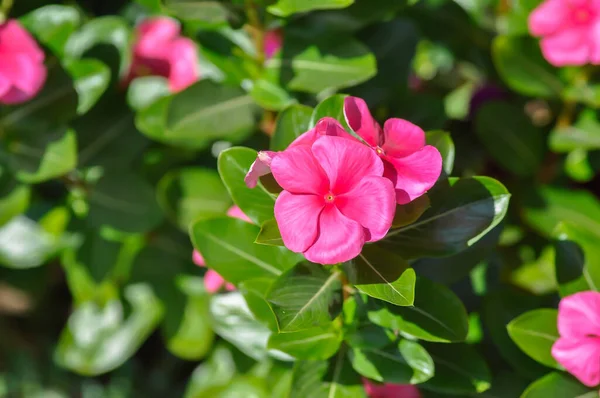 Catharanthus Roseus G Don, APOCYNACEAE veya Madagaskar menekşesi veya Vinca veya Yaşlı Kız kurusu veya pembe çiçekler