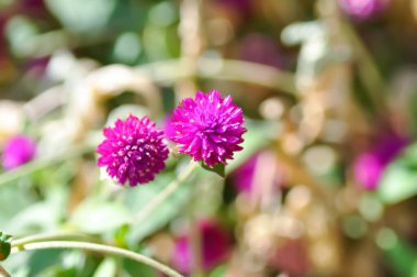 Amaranthaceae, Bachelors düğmesi veya Globe Amaranthus veya Gomphrena globosa L veya fuchsia rengi çiçek veya mor çiçek