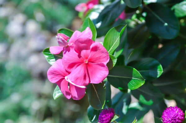 Catharanthus Rheus G Don, APOCYNACEAE или Madagascar periwinkle или Faba или Old maid или розовый цветок в саду