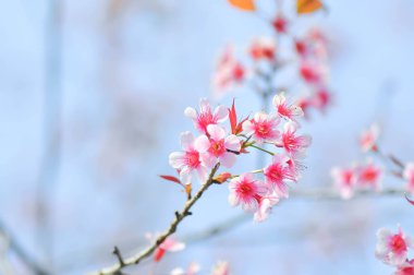 Vahşi Himalaya kirazı veya Vahşi Himalaya ağacı veya ekşi kiraz ve gökyüzü arka planı