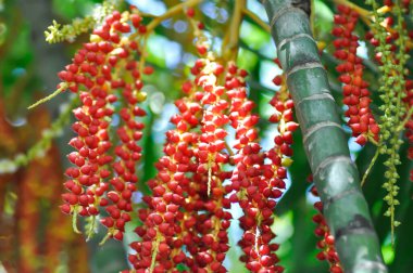 Areca fındığı veya Areca palmiyesi veya Areca catechu L tohumu veya ARECACEAE veya ağaçtaki Areca palmiyesi tohumu