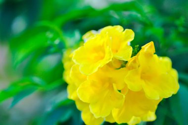 Trompet sarmaşığı, sarı çan ya da sarı yaşlılar ya da tekoma stanları ya da bahçedeki sarı çiçek