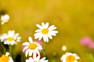 Papatya veya Afrikalı Papatya, Argyranthemum Grandaisy veya Asteraceae veya Bellis perennis veya Cape Daisy veya Dahlberg Daisy veya Altın Halı veya Altın Post veya Osteospermum veya Sunkiss Papatya da Thymophylia veya beyaz çiçek