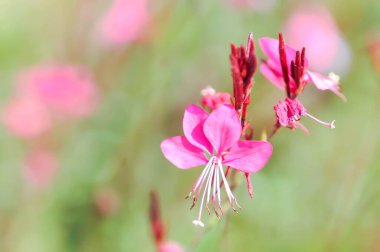 Kelebek Gaura, Kızıl Kelebekler, Gaura lindheimeri Engelm ve A Gray, ONAGRACEAE, Siskiyou Pembe veya pembe çiçek