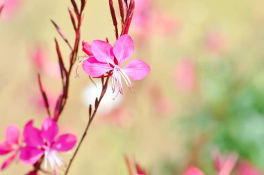 Kelebek Gaura, Kızıl Kelebekler, Gaura lindheimeri Engelm ve A Gray, ONAGRACEAE, Siskiyou Pembe veya pembe çiçek