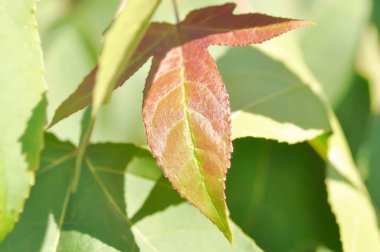 maple leaf, maple leaves or green leaf or Acer saccharum Marsh plant