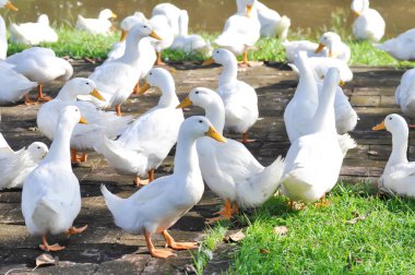 duck or ducks on the farm , farm animal near the canal