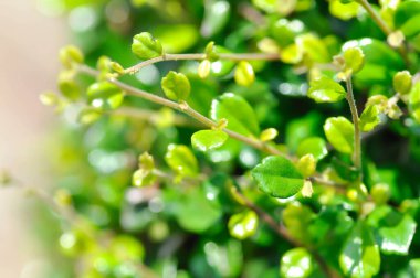 Carmona retusa Vahl Masam or BORAGINACEAE , Carmona retusa or leaves background or small leaf