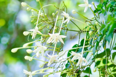 Mantar ağacı, Hint mantar ağacı veya Millingtonia hortensis Linn veya BIGNONIACEAE veya bahçede beyaz çiçek