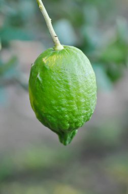 limon ağacı veya limon bitkisi, limon ağacı ya da limon çiftliği