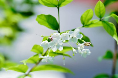 Wrightia Reliosa, APOCYNACEAE Ağaçta beyaz çiçekli