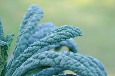 Dinozor Kale veya İtalyan Kalesi veya Lacinato Kale, Palm Kale veya Toscan Kale veya Brassica oleracea veya Brassica oleracea var palmifolia veya sebze çiftliği