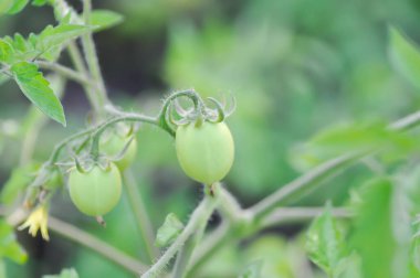 Domates veya kiraz domatesi, Lycopersicon esculentum Mill veya Solanaceae veya domates bitkisi bahçede