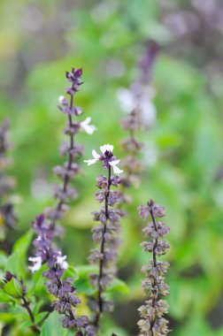 Tatlı fesleğen, Tayland fesleğeni veya Ocimum bazilika L veya LAMIACEAE veya LABIATAE veya bahçede sebze bitkisi