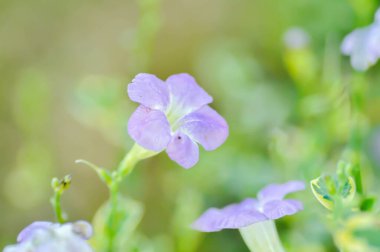 Astistasya gangetica veya asistika gangetica St Johns veya Ganj Primrose, Ganj Nehri asististanı veya bahçede Çin menekşesi veya mor çiçek