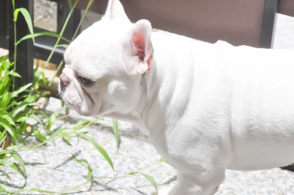 Französische Bulldogge — Stockfoto