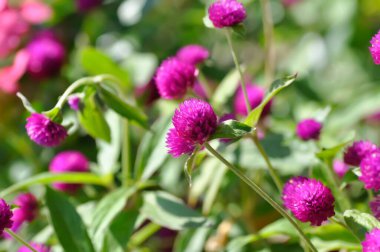 Amaranthaceae, Bachelors düğmesi veya Globe Amaranthus veya Gomphrena globosa L veya fuchsia rengi çiçek veya mor çiçek