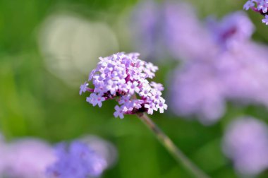 Verbena bonariensis, verbena veya mine veya verbenaceae veya verbena officinalis veya bahçede mor çiçek