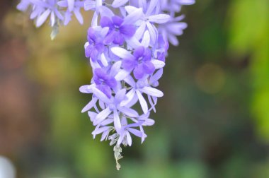 Zımpara kağıdı sarmaşığı, Mor çelenk veya Queens çelengi veya bahçede mor çiçek