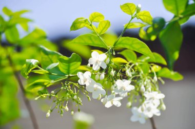 Wrightia Reliosa, APOCYNACEAE Bahçede beyaz çiçekli