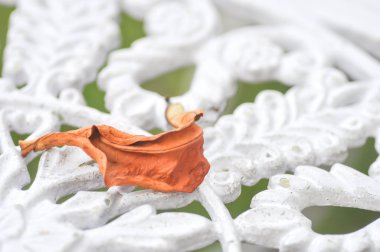 düşmüş yaprak, yumuşak odak