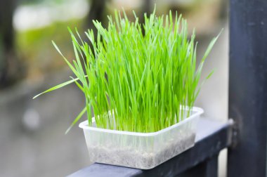 pirinç bitki, vazo, pot, saksıyı