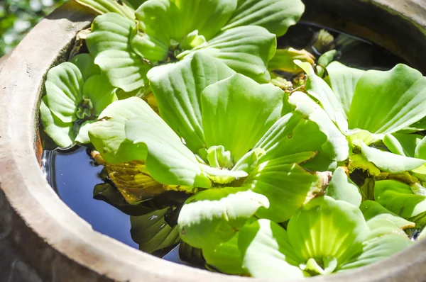 Planta de jacinto de agua —  Fotos de Stock
