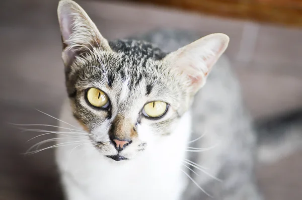 Graue Katze auf dem Boden — Stockfoto