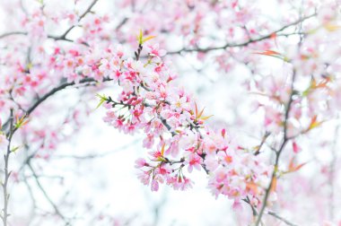 Vahşi Himalaya vişne, kiraz, vişne, Sakura veya kiraz Bloss