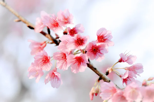 Wild Himalayan Cherry, Cherry,Sour cherry,Sakura or Cherry Bloss — Stock Photo, Image