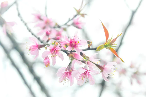 Dziki Himalayan wiśnia, wiśnia, wiśni, Sakura lub Cherry Bloss — Zdjęcie stockowe