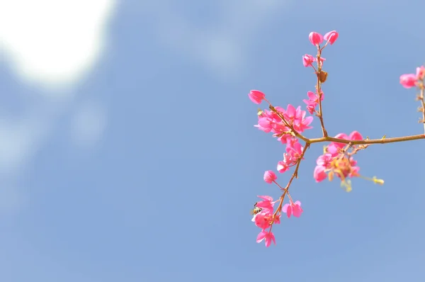 Meksykański pnącze, Bee Bush, Antigonon leptopus kwiat — Zdjęcie stockowe